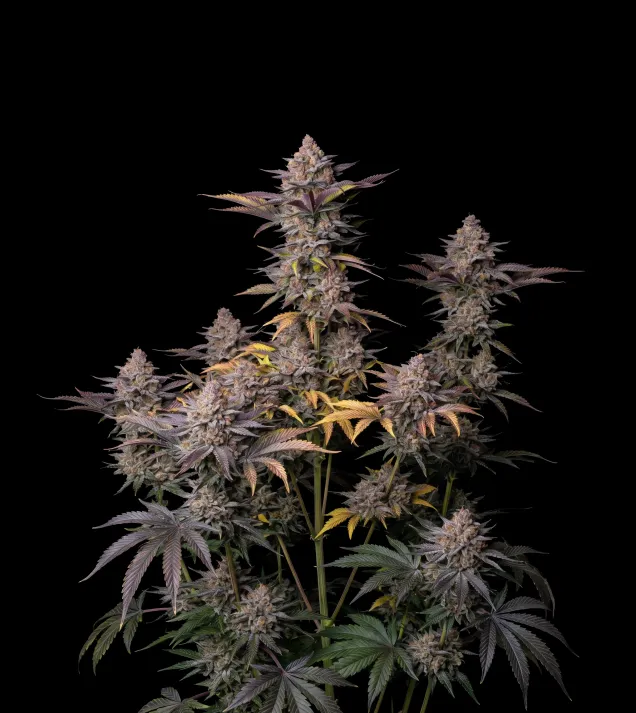 Tropicana Cookies Fast
