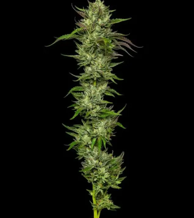 Collie Man Kush