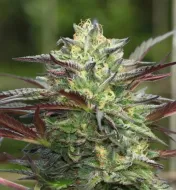G.S. Cookies Auto