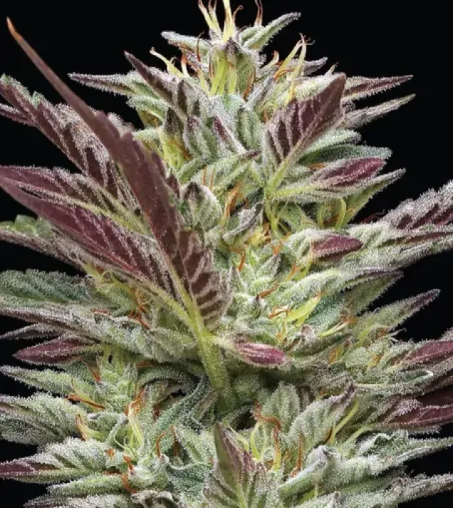 Notorious THC