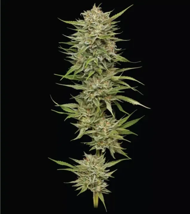 OG Kush Auto