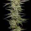 OG Triploid Auto