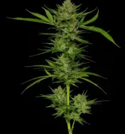Slightly Stoopid Fruits