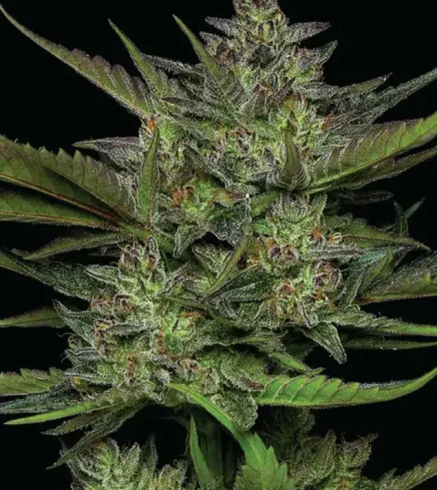 Sour Apple Auto