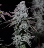 Banana Daddy IBL Auto