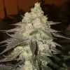 Banana Daddy RBX2 Auto&nbsp;