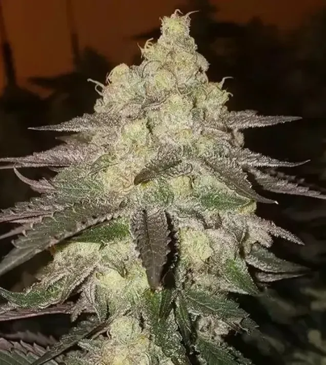 Banana Daddy RBX2 Auto&nbsp;