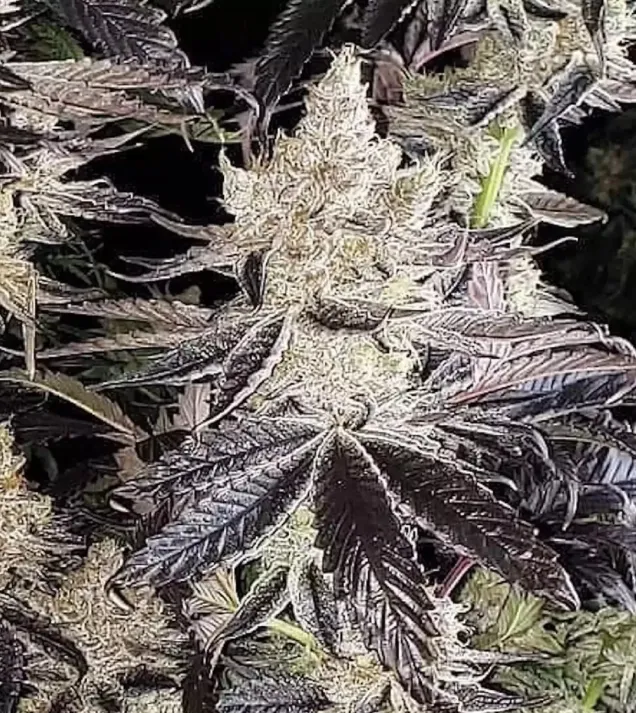Ethos Cookies R2