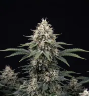 Blueberry Kush