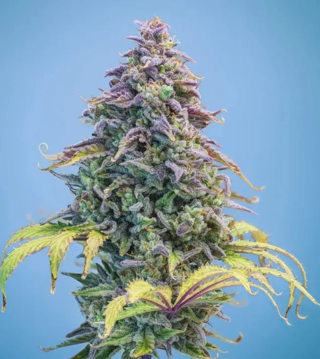 Aunt Ginny's Elixir CBD Auto