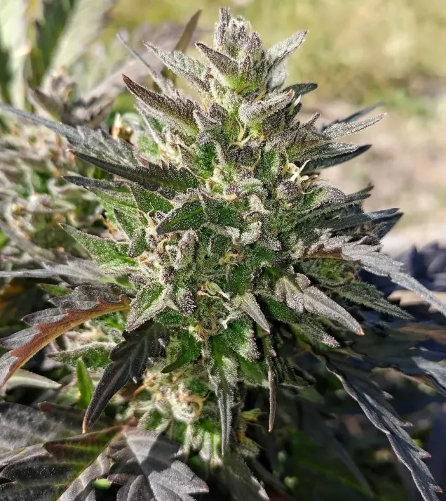 Crème Bubbly Auto
