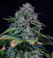 Creme de la Chem Auto