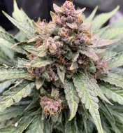Forgotten Strawberries Auto