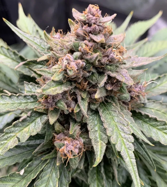 Forgotten Strawberries Auto