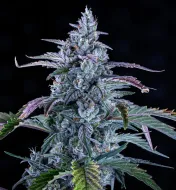 Fugue State Auto