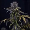 Ghost Toof Auto