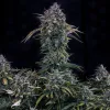 Gold Glue Auto