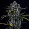Hubbabubbahaze Auto