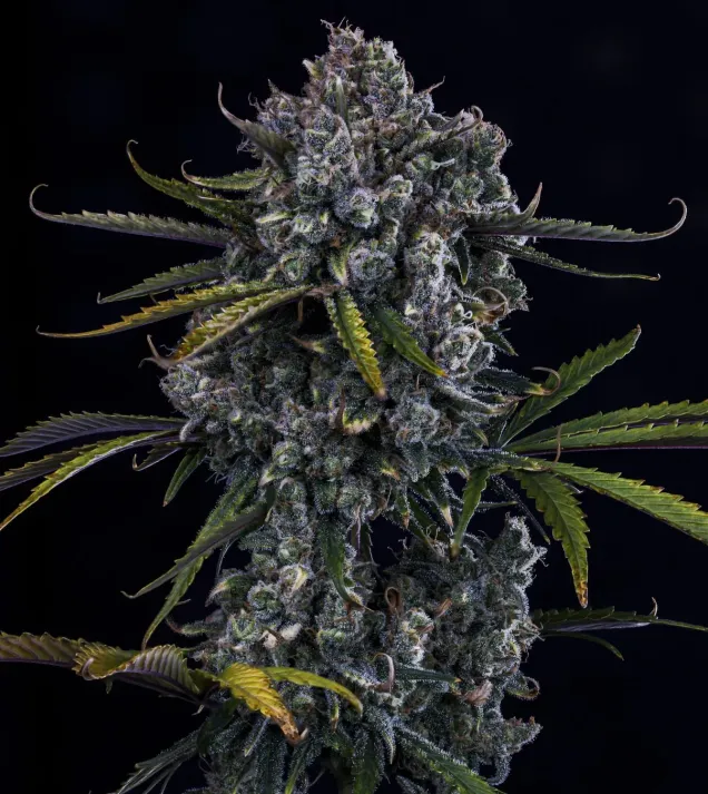 Hubbabubbahaze Auto