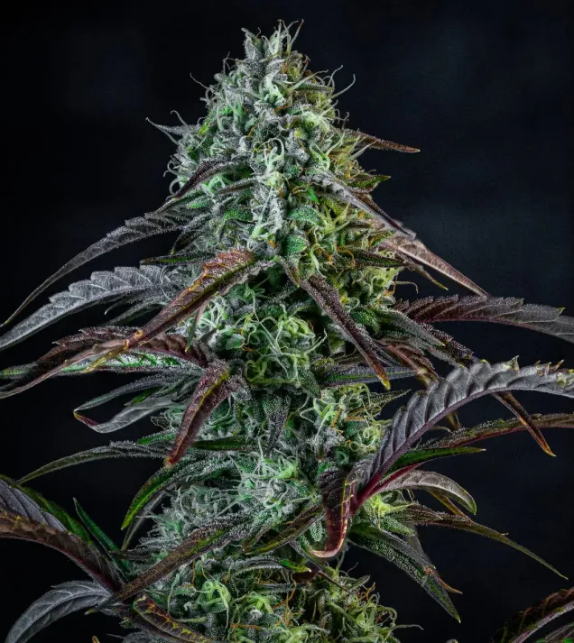 Iced 'n' Baked Auto