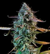 Mango Smile Auto