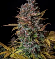 Orange Biscuits Auto