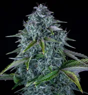Orange Diesel Auto