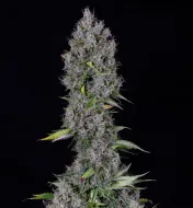 Pink Panama Auto