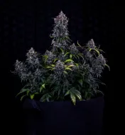 Ravenberry Auto
