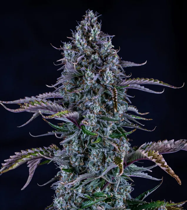 Ripley's OG Auto