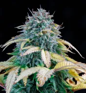 Samsquanch OG Auto
