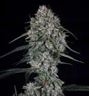 Skywalker Auto