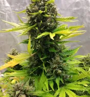 Stilton Special Auto