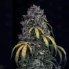 Super Orange Haze Auto
