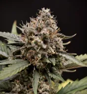 Sweet 'n' Sour Auto