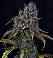 Toof Decay Auto