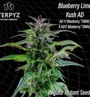 Blueberry Lime Kush AD Regular&nbsp;