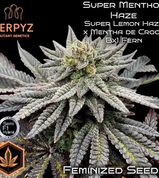 Super Menthol Haze