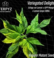 Variegated Delight Regular