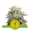 Mimosa Automatic UITVERKOOP