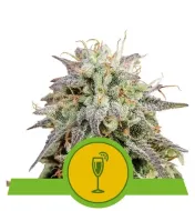 Mimosa Automatic UITVERKOOP