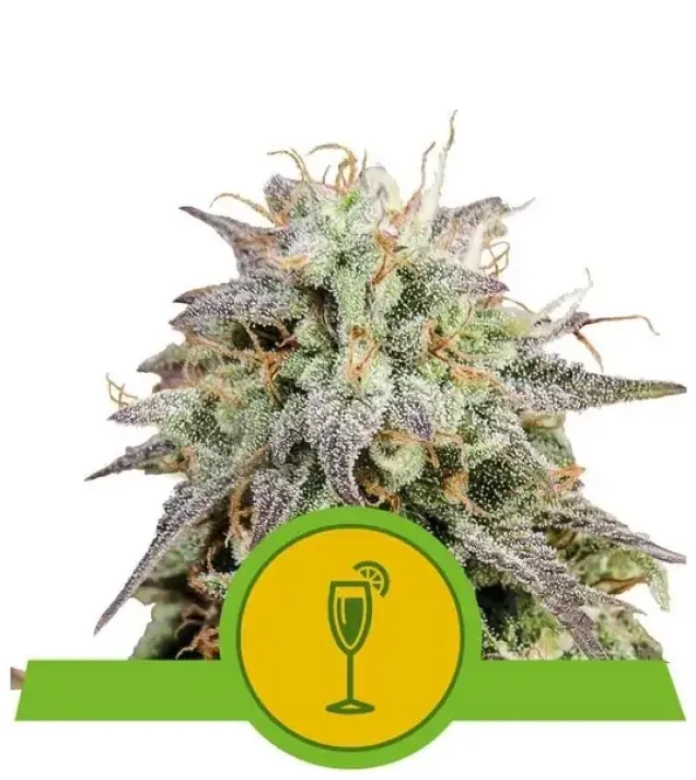 Mimosa Automatic UITVERKOOP
