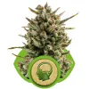 Amnesia Haze Automatic UITVERKOOP