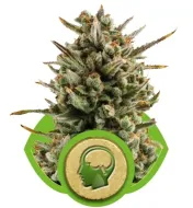 Amnesia Haze Automatic UITVERKOOP