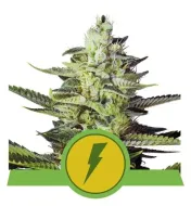 North Thunderfuck Auto UITVERKOOP