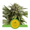 Apple Fritter Automatic UITVERKOOP