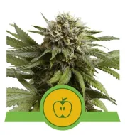 Apple Fritter Automatic UITVERKOOP