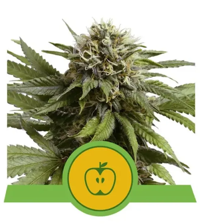 Apple Fritter Automatic UITVERKOOP