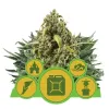 Autoflowering Mix UITVERKOOP