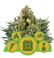 Autoflowering Mix UITVERKOOP